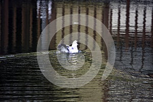 duckling swimming in calm lake