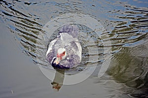 duckling swimming in calm water