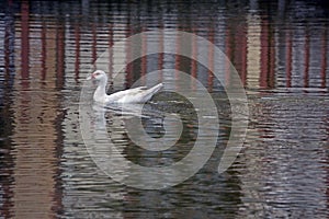 duckling swimming in calm water lake