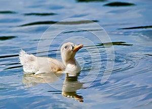 Duckling swimming in the lake