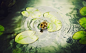 A duckling swims among the green leaves of water lilies in a forest lake on a summer day. Wildlife and birds