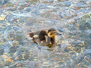 A duckling swims in the river. Close-up