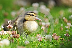 Duckling Waddling Through Grass