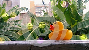 duckling waiting for dusk