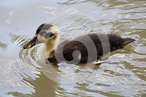 Duckling in the water