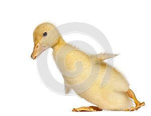 Duckling, 1 week old, in front of white background