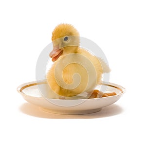 The duckling in a white saucer