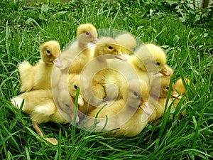 Ducklings
