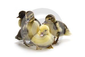 Ducklings