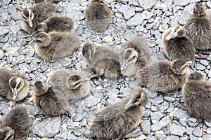 Ducklings eider ducks