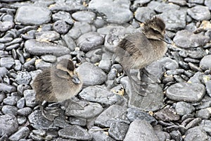 Ducklings eider ducks