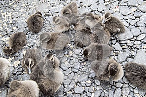 Ducklings eider ducks