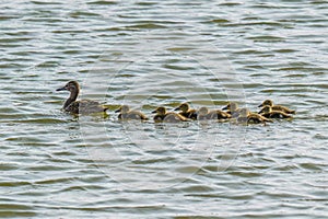 Ducklings following mama duck. Cute ducklings (duck babies) following mother in a lake