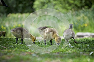 Ducklings gracing on the green grass