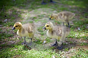 Ducklings gracing on the green grass
