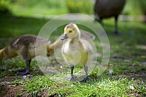 Ducklings gracing on the green grass