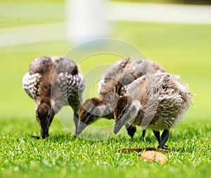 Ducklings on grass
