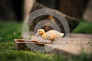 Ducklings on a grass in the garden, drinking a water. Cute baby ducks in small breeding. Concept of farming.