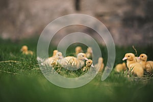 Ducklings on a grass in the garden, drinking a water. Cute baby ducks in small breeding. Concept of farming.