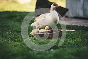 Ducklings on a grass in the garden, drinking a water. Cute baby ducks in small breeding. Concept of farming.