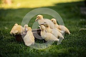 Ducklings on a grass in the garden, drinking a water. Cute baby ducks in small breeding. Concept of farming.