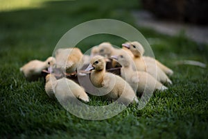 Ducklings on a grass in the garden, drinking a water. Cute baby ducks in small breeding. Concept of farming.