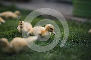 Ducklings on a grass in the garden, drinking a water. Cute baby ducks in small breeding. Concept of farming.