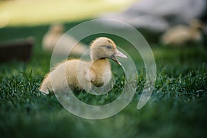 Ducklings on a grass in the garden, drinking a water. Cute baby ducks in small breeding. Concept of farming.