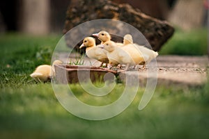 Ducklings on a grass in the garden, drinking a water. Cute baby ducks in small breeding. Concept of farming.