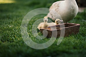 Ducklings on a grass in the garden, drinking a water. Cute baby ducks in small breeding. Concept of farming.