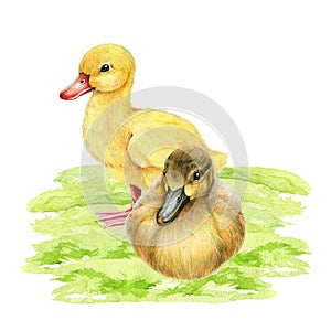 Ducklings on the green grass. Watercolor illustration. Hand drawn cute little duckling chicks standing and siting on the