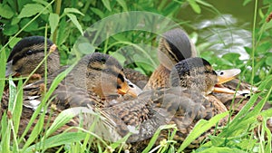 Ducklings huddled together.