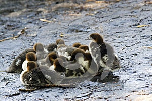 Ducklings huddling together