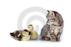 Ducklings and kitten.
