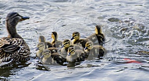 Ducklings in lake