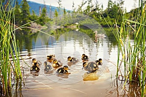 Ducklings