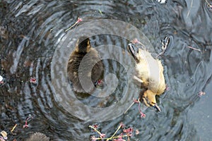 Ducklings Life and death story. 10 0f10