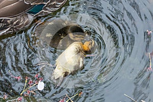 Ducklings Life and death story. 9 0f10