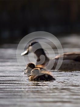 Ducklings @ Lloyd Elsmore Park, Auckland, New Zealand