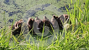 Ducklings on a log in the pond enjoy the gentle warm sun. Nature Wildlife fauna Birds