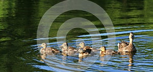 Ducklings with Mother