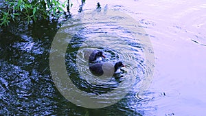 Ducklings with mother duck floating and diving