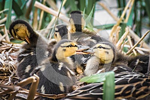 Ducklings with mother resting in log at the river side