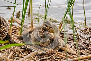 Ducklings with mother resting in log at the river side