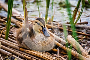 Ducklings with mother resting in log at the river side