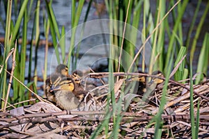 Ducklings with mother resting in log at the river side