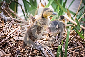 Ducklings with mother resting in log at the river side