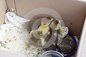 Ducklings of a musky duck