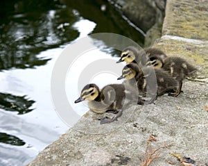 Ducklings - Poised to Jump