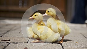 Ducklings resting on the backyard